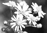 电话测压在线平台